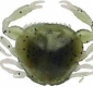 Gulp Peeler Crab 5cm (Natural 5st)